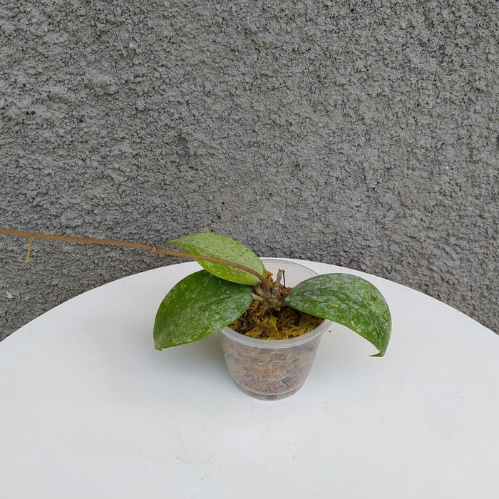 RP123 Hoya Verticillata VN-687 (BGR)