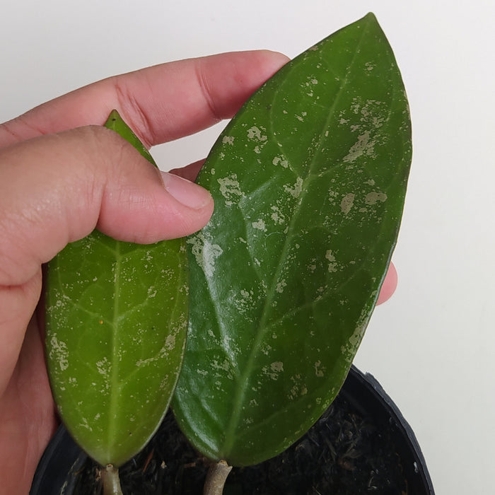 RP005AA-01 Hoya Verticillata Wonosobo