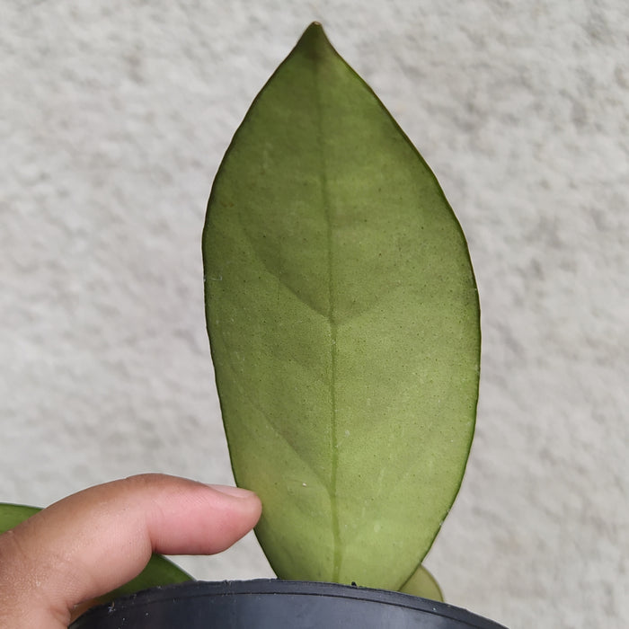 RP005AA-01 Hoya Verticillata Wonosobo