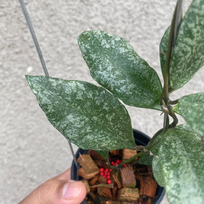 Hoya Walliniana Splash (Exact Plant - NOV49)