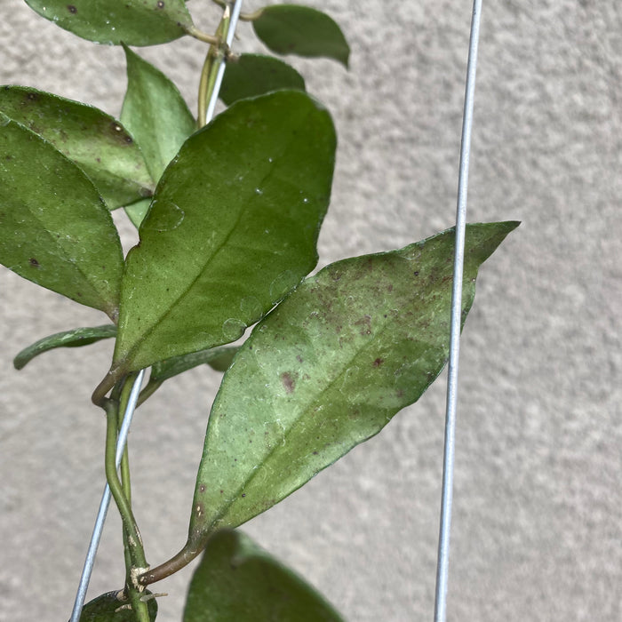Hoya Walliniana Splash (Exact Plant - NOV49)