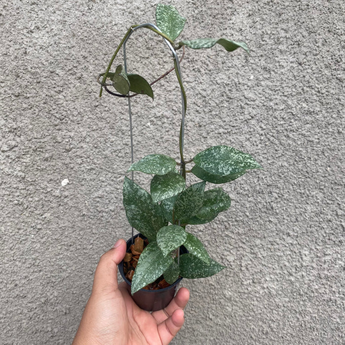 Hoya Walliniana Splash (Exact Plant - NOV49)