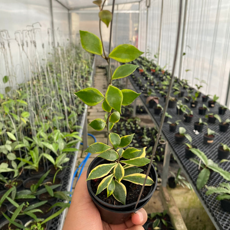 FS8-6 Hoya Bakaoensis Albomarginata