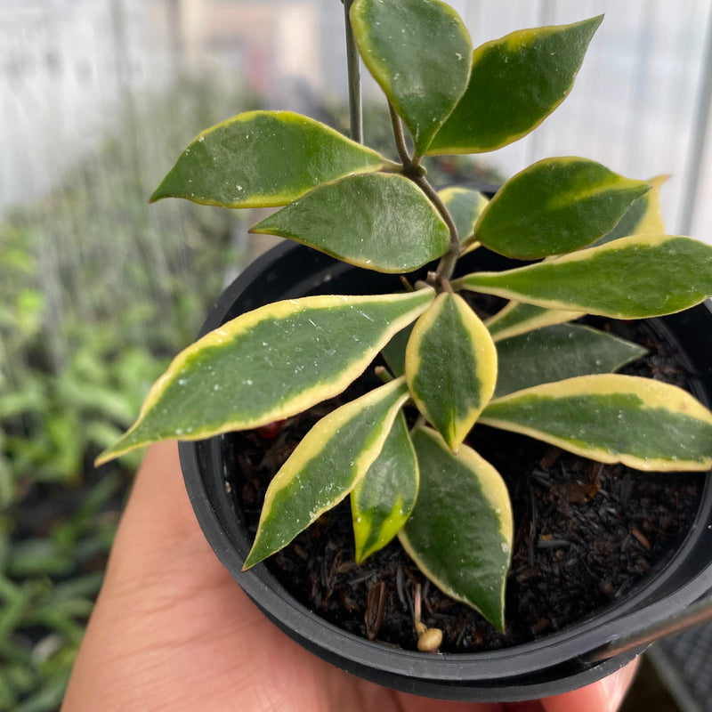 FS8-6 Hoya Bakaoensis Albomarginata