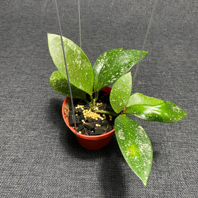 Hoya Benchaii Splash