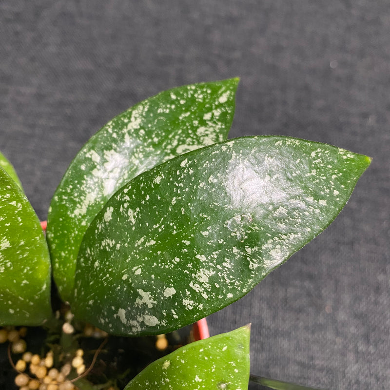 Hoya Benchaii Splash