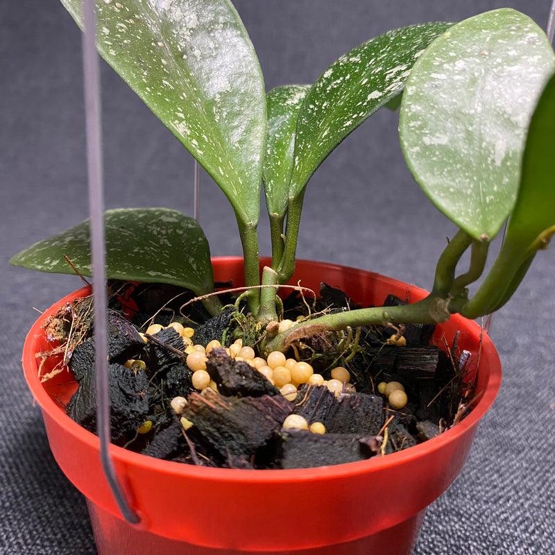 Hoya Benchaii Splash