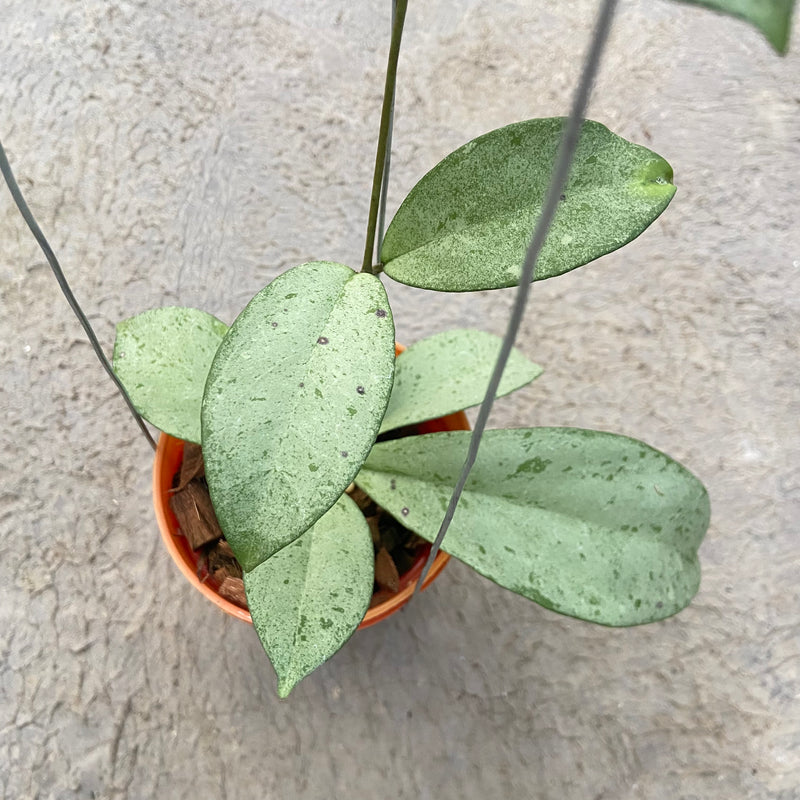 FS22-6 Hoya Blizzard
