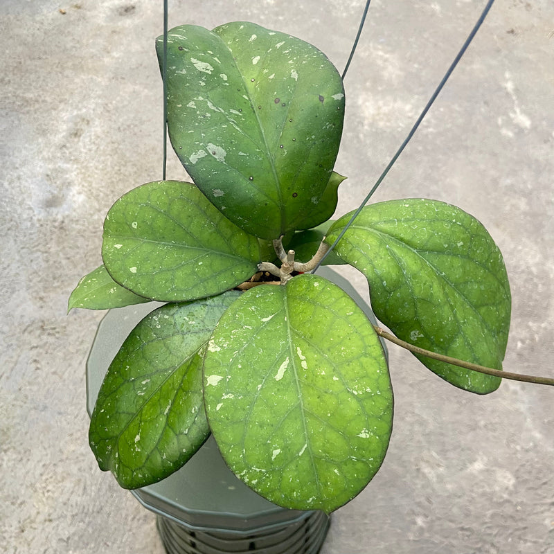 Hoya CV Elephant - Aroid Asia