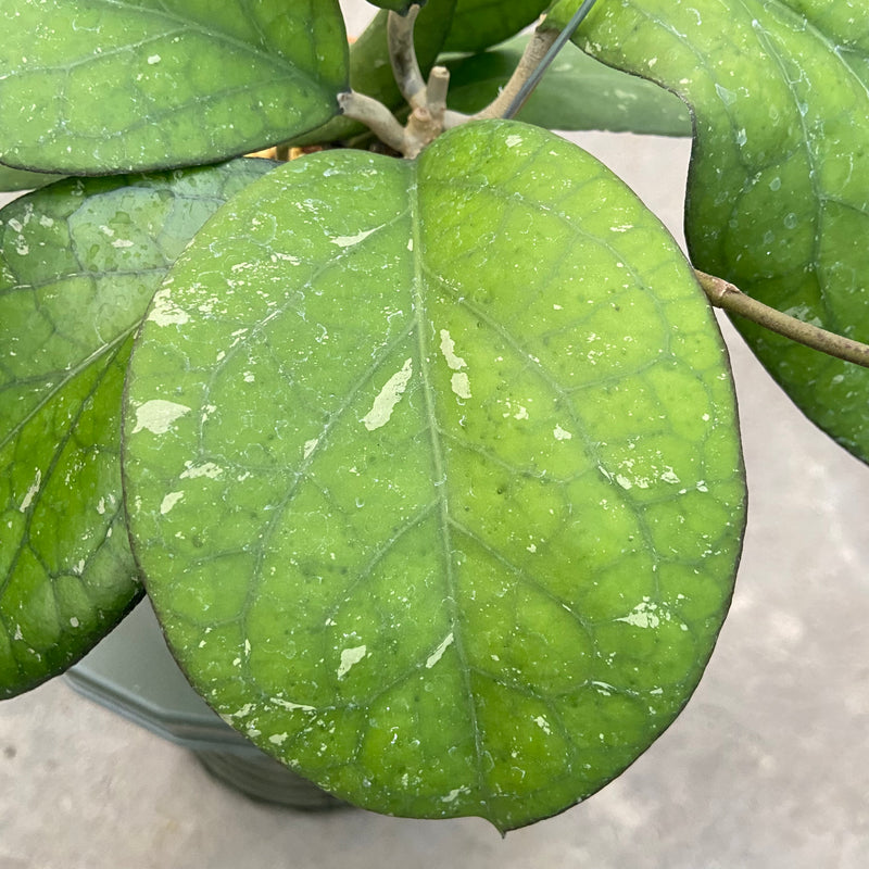 FS31-6 Hoya CV Elephant