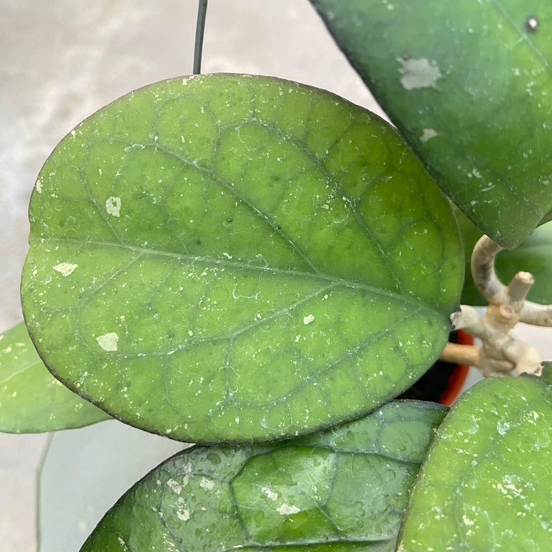 FS31-6 Hoya CV Elephant