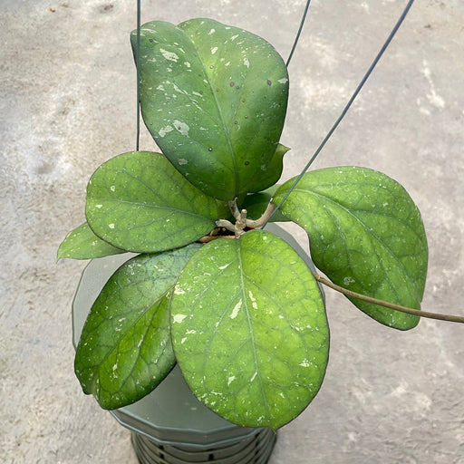 Hoya CV Elephant - Aroid Asia