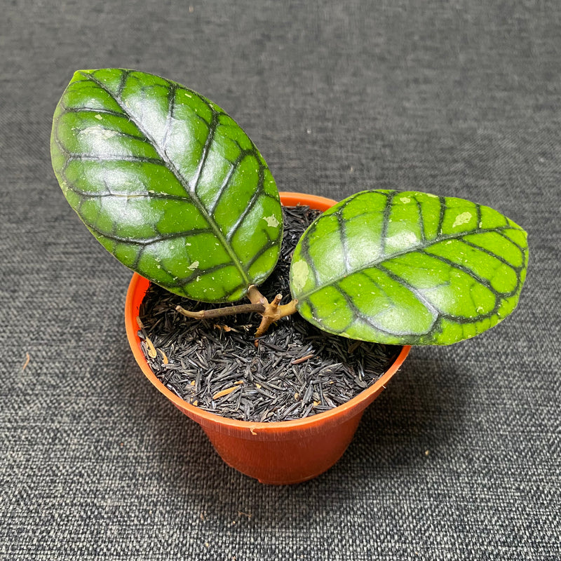 Hoya Callistophylla Chibi