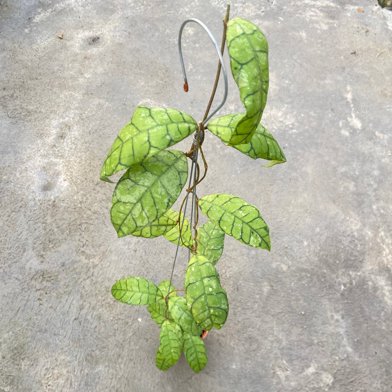 FS23-6 Hoya Callistophylla King Curly Splash