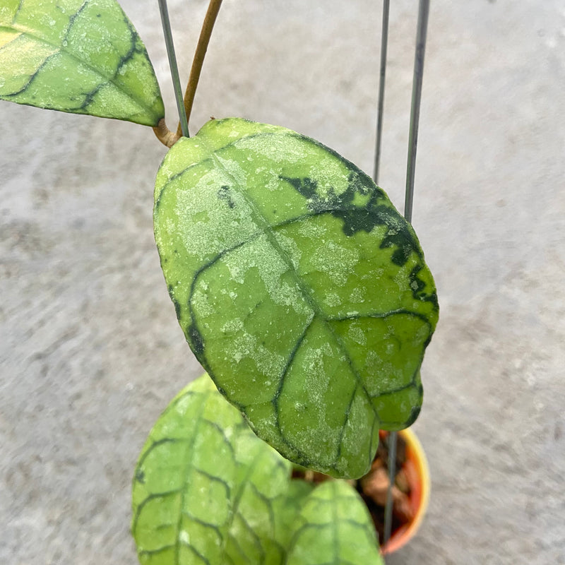 FS23-6 Hoya Callistophylla King Curly Splash