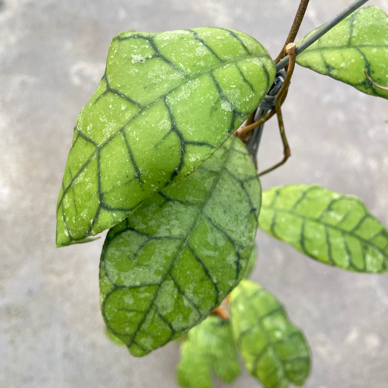 FS23-6 Hoya Callistophylla King Curly Splash