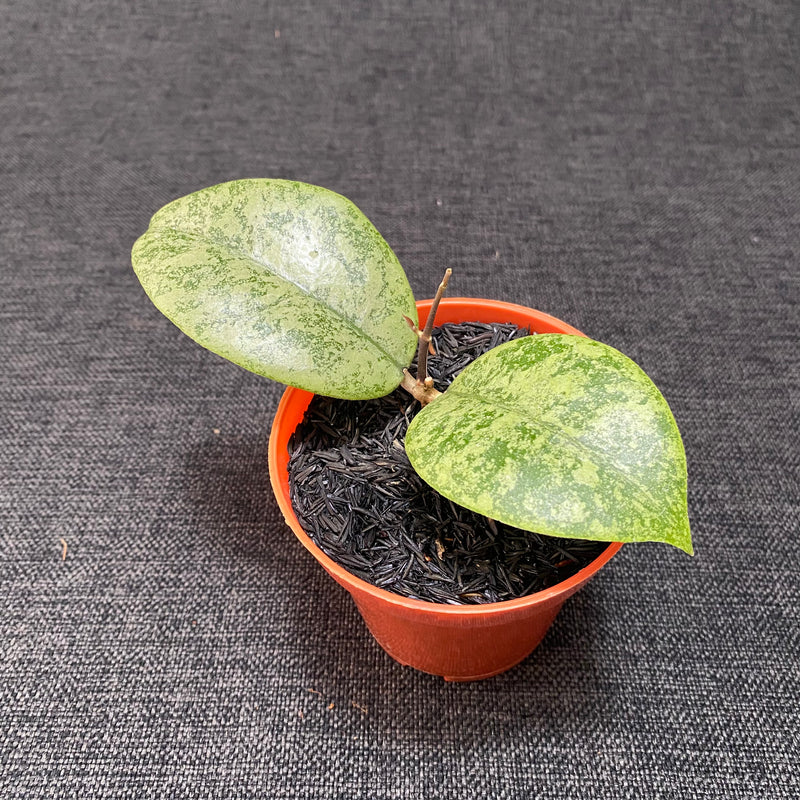 Hoya Callistophylla Silver