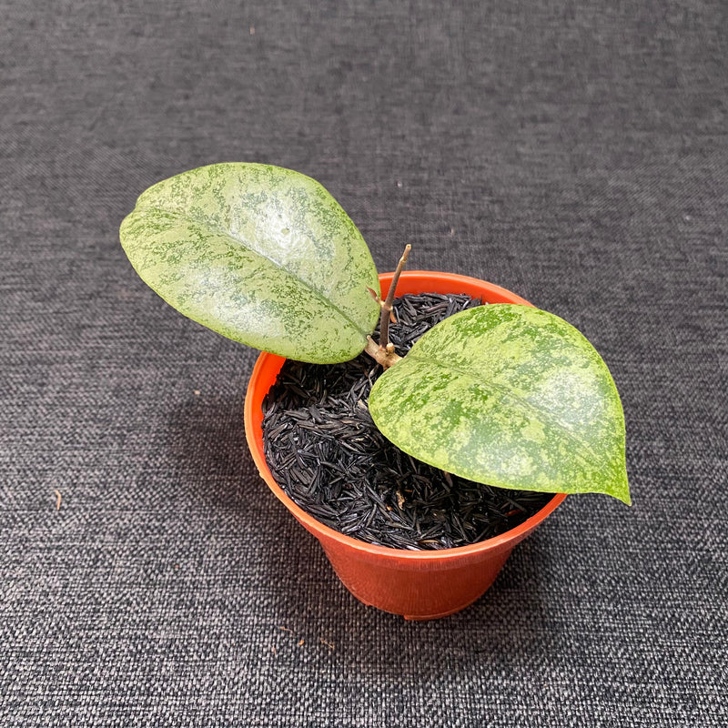 🎁 Hoya Callistophylla Silver (100% off)