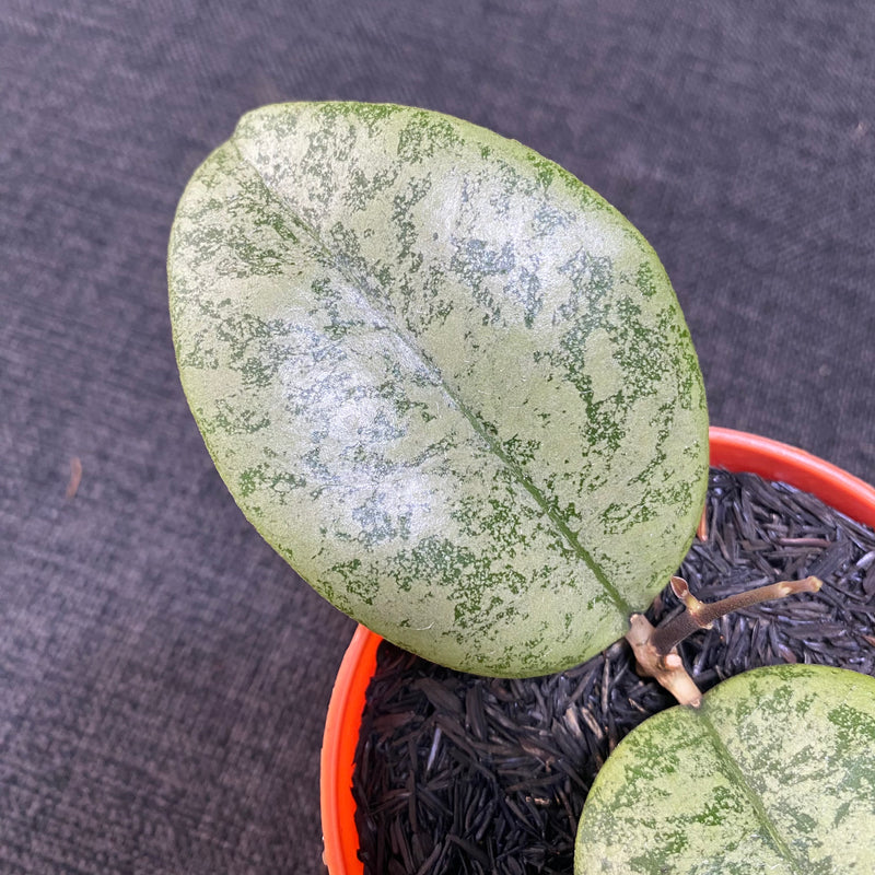 Hoya Callistophylla Silver