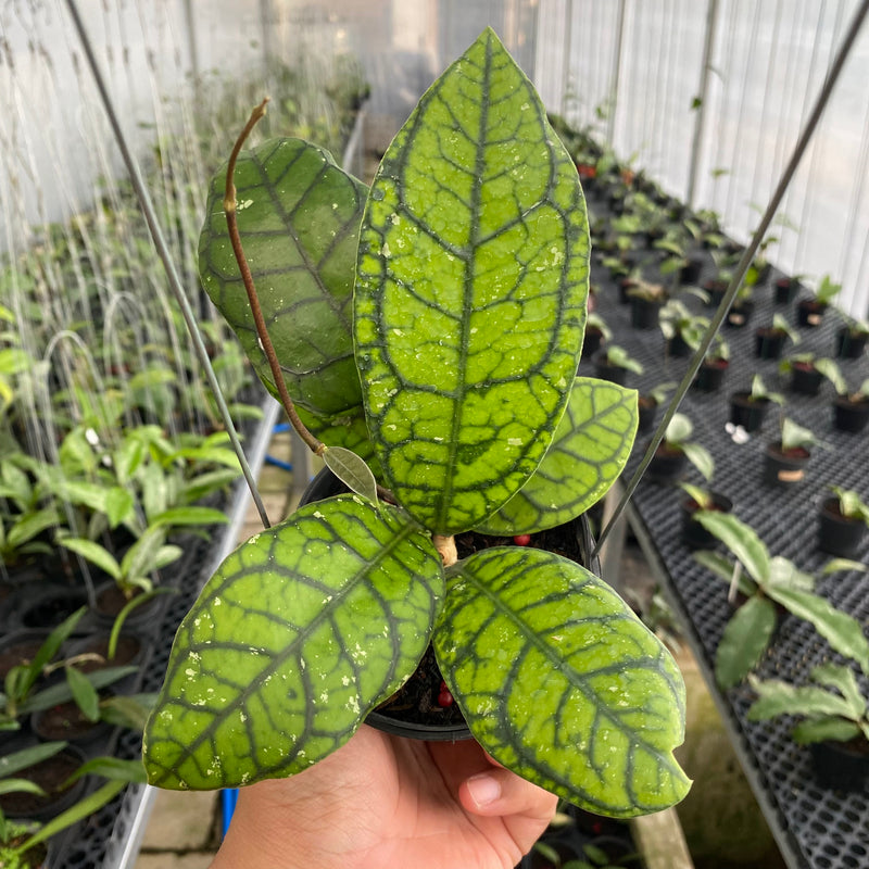 FS10-6 Hoya Callistophylla Venna