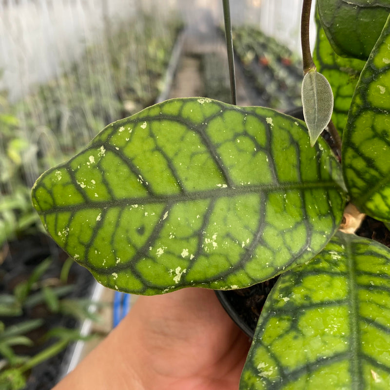 FS10-6 Hoya Callistophylla Venna
