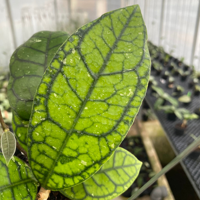 FS10-6 Hoya Callistophylla Venna
