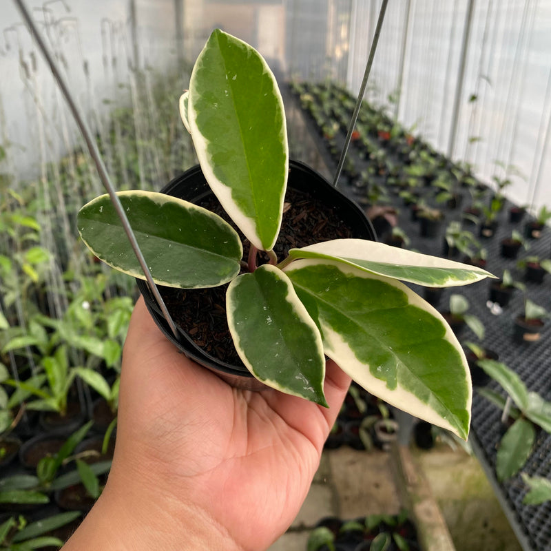 FS12-6 Hoya Carnosa Flamingo Dreams