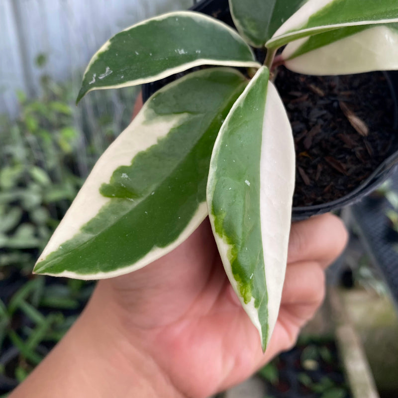 FS12-6 Hoya Carnosa Flamingo Dreams