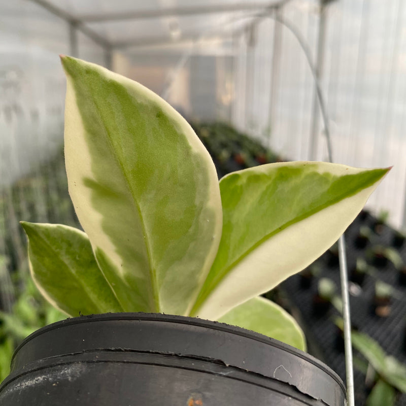 FS12-6 Hoya Carnosa Flamingo Dreams