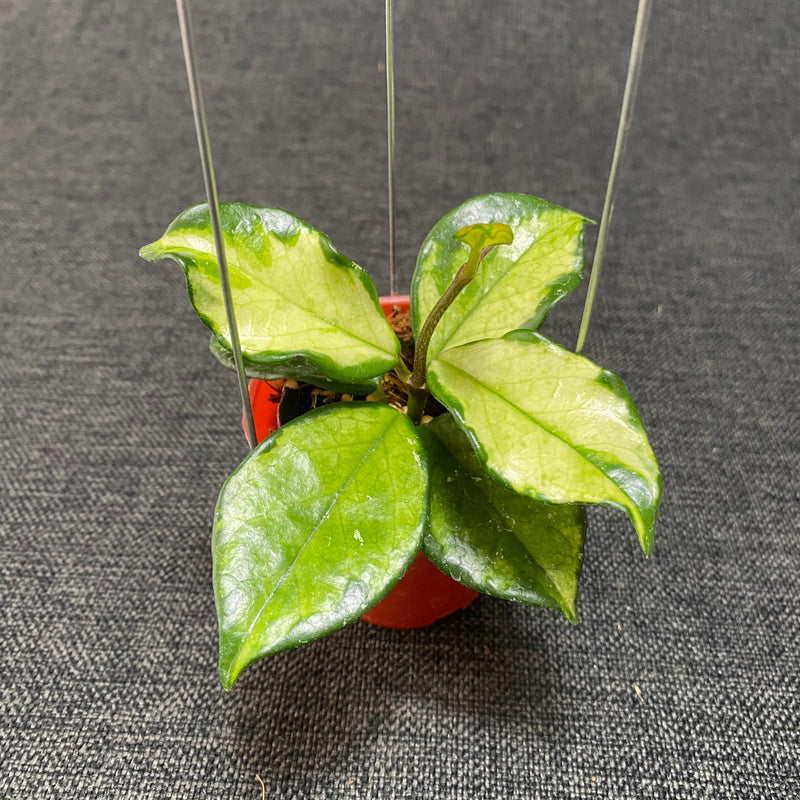 🎁 Hoya Carnosa Freckles Variegated (100% off)
