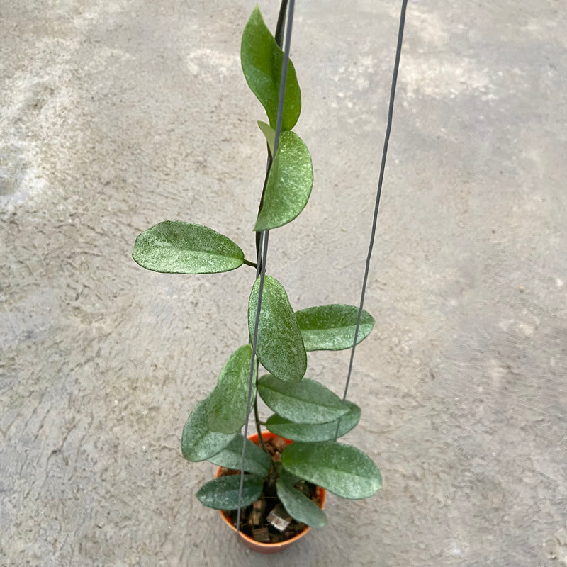 FS24-6 Hoya Carnosa Nova Ghost