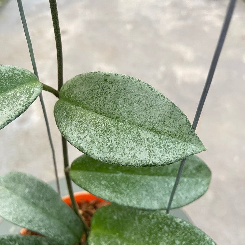 FS24-6 Hoya Carnosa Nova Ghost