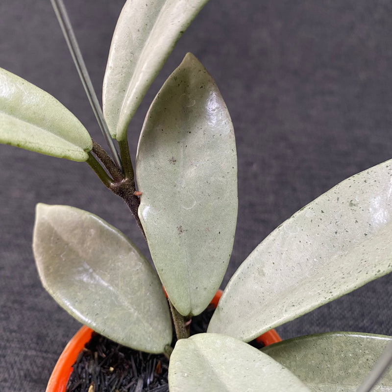 Hoya Carnosa Wilbur Graves Silver