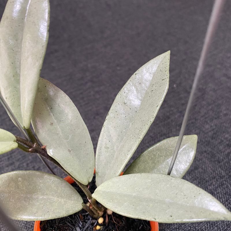 Hoya Carnosa Wilbur Graves Silver