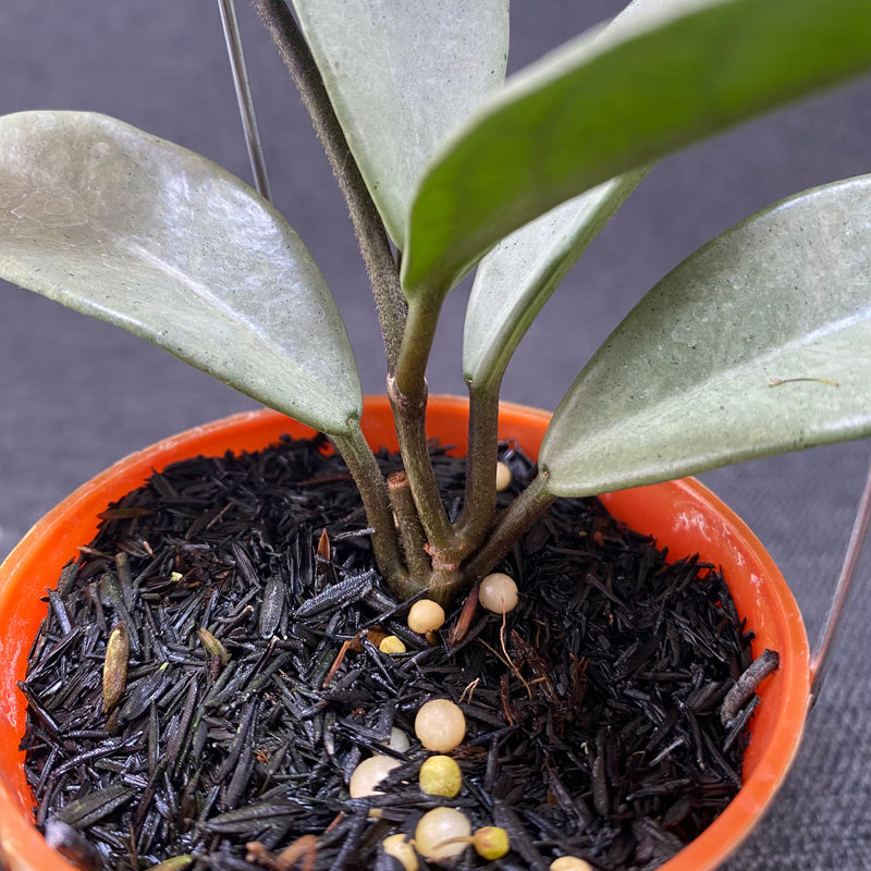 Hoya Carnosa Wilbur Graves Silver