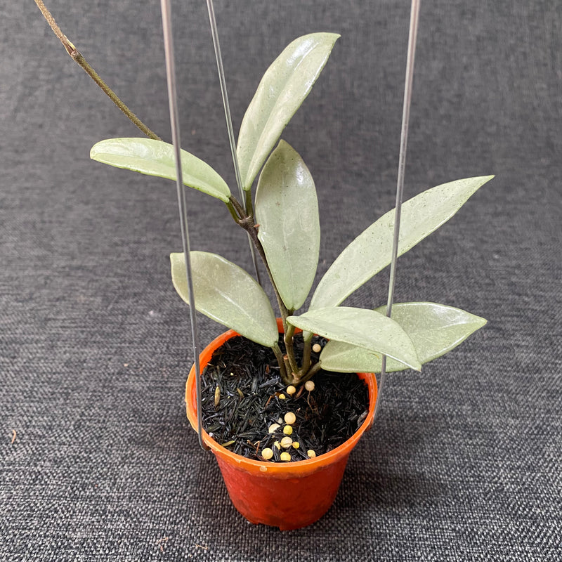 Hoya Carnosa Wilbur Graves Silver