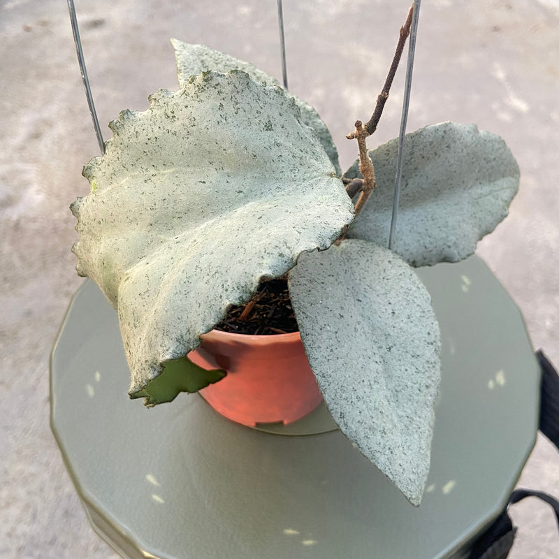 FS25-6 Hoya Caudata Argene