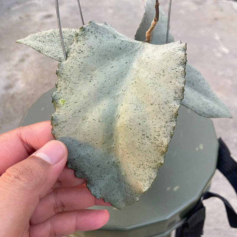 FS25-6 Hoya Caudata Argene