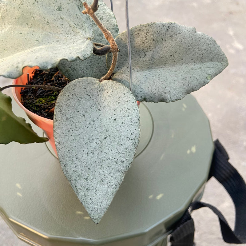 FS25-6 Hoya Caudata Argene