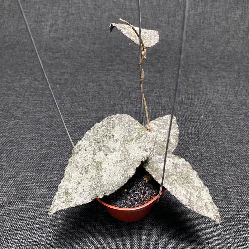 Hoya Caudata Leopard