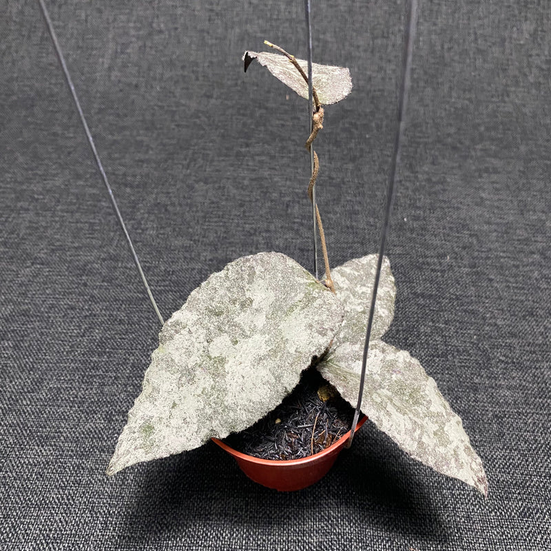 🎁 Hoya Caudata Leopard (100% off)