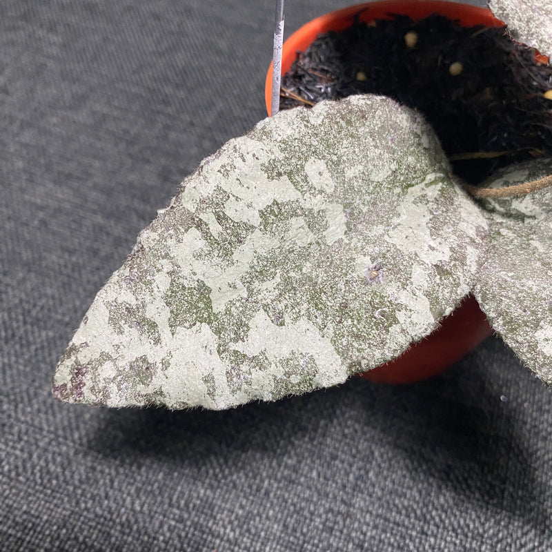 Hoya Caudata Leopard