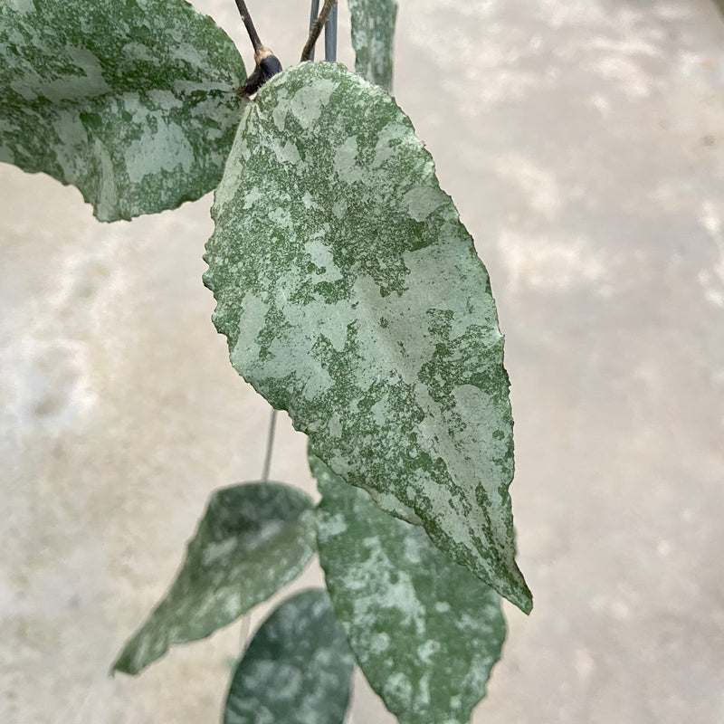 FS26-6 Hoya Caudata Leopard