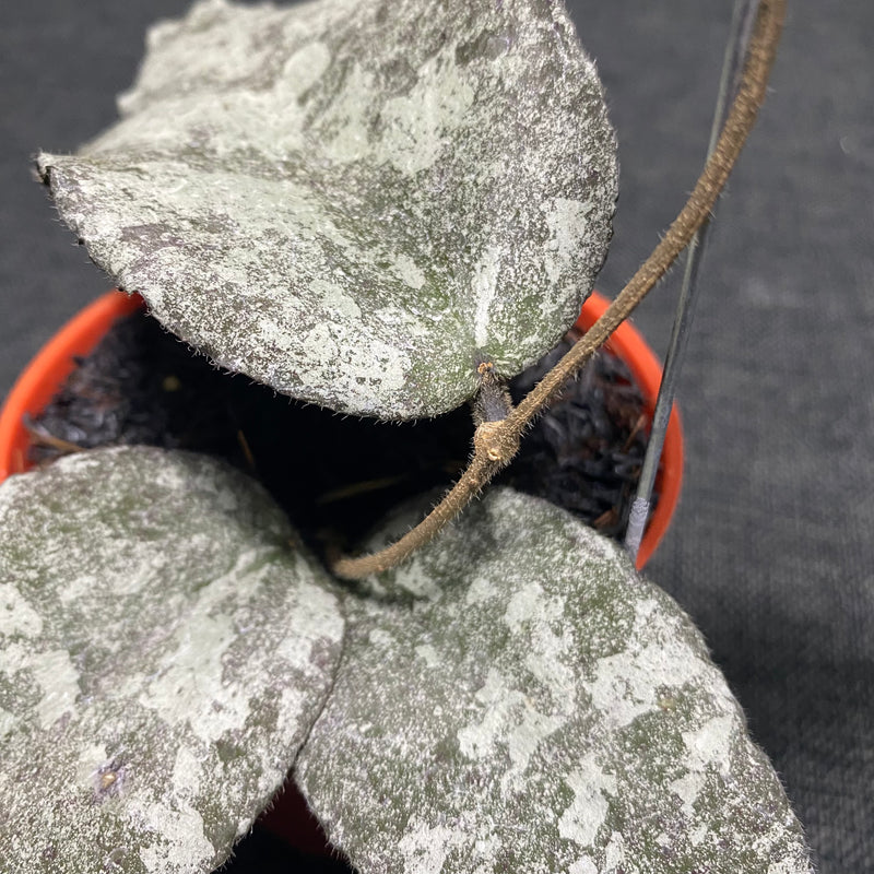 Hoya Caudata Leopard