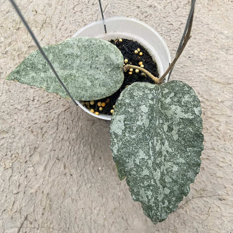 FS26-6 Hoya Caudata Leopard