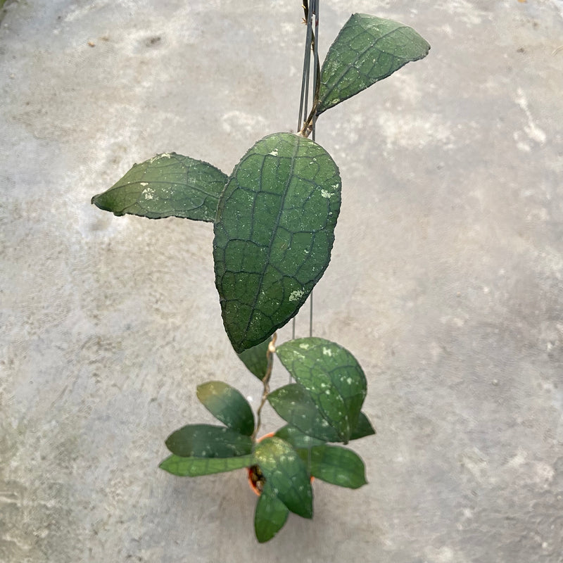 FS27-6 Hoya Clemensiorum Jungle
