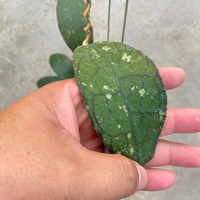 FS27-6 Hoya Clemensiorum Jungle