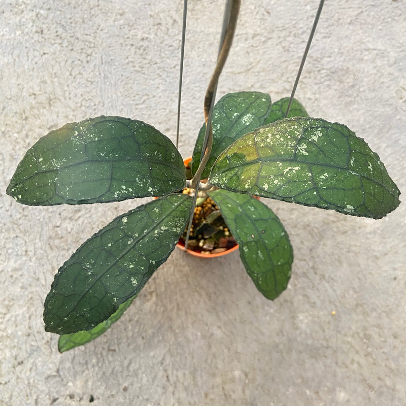 FS27-6 Hoya Clemensiorum Jungle