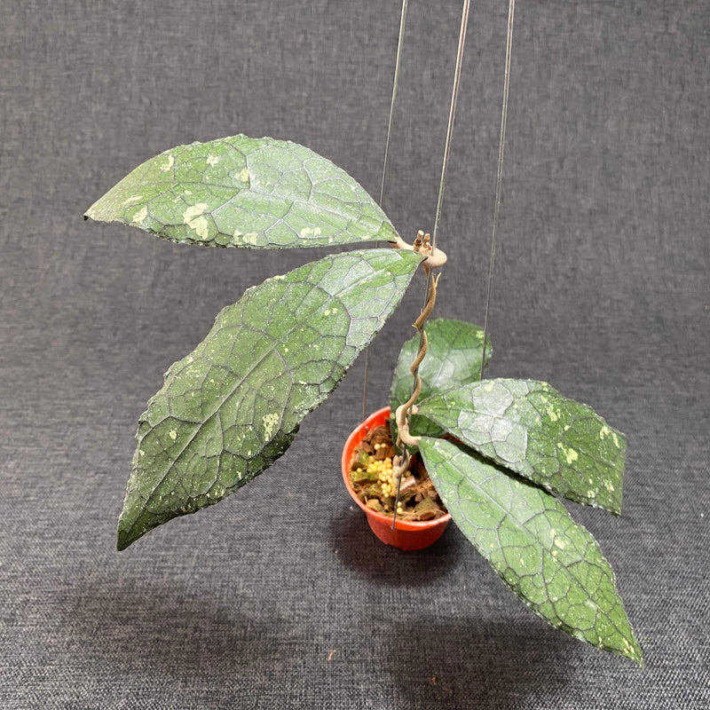 🎁 Hoya Clemensiorum Jurassica (100% off)