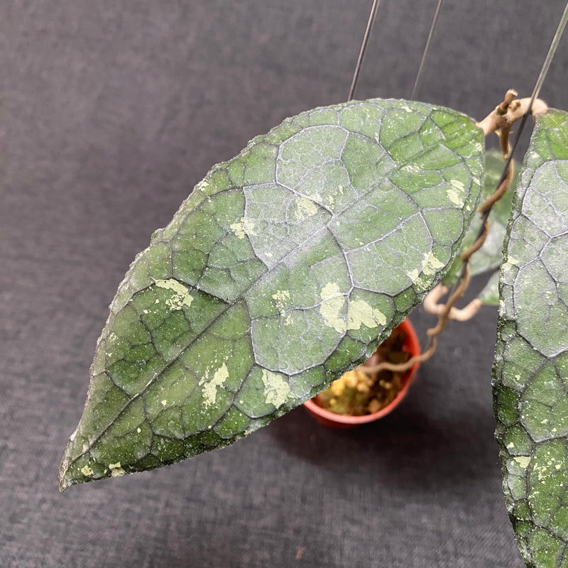 Hoya Clemensiorum Jurassica